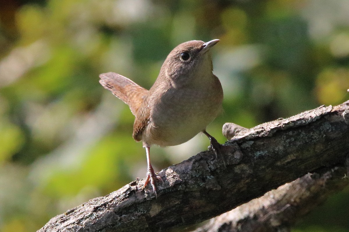 House Wren - ML623970441