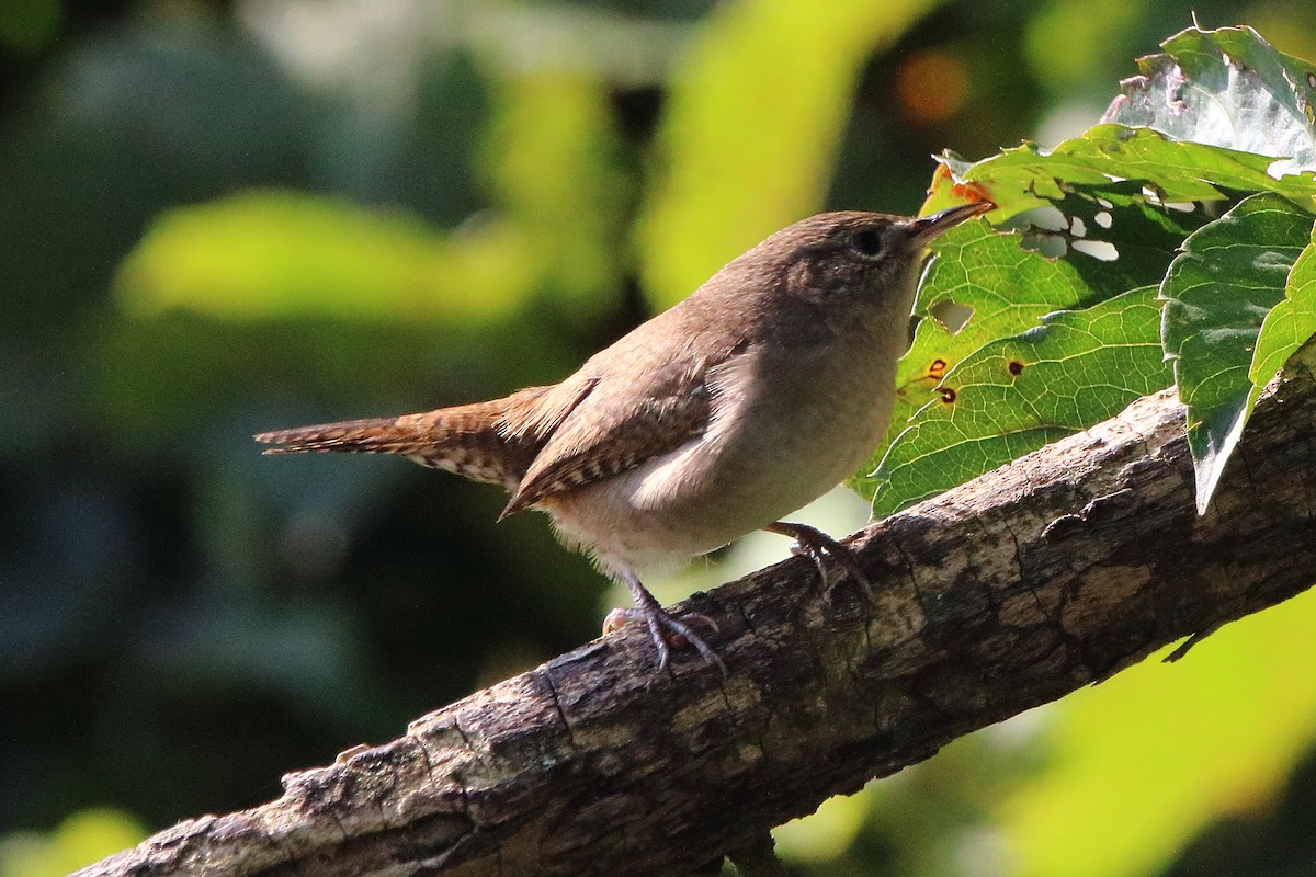 House Wren - ML623970443