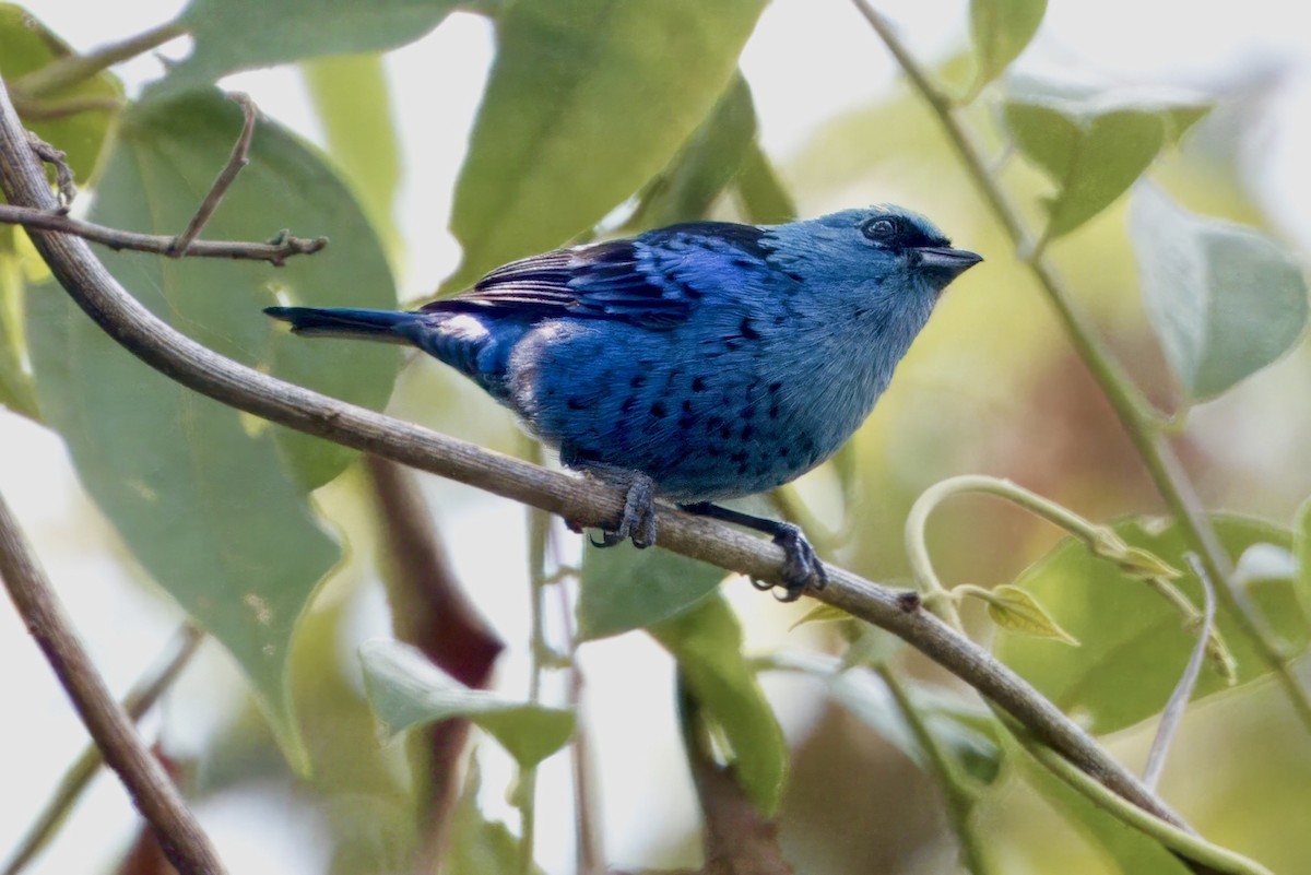 Blue-and-black Tanager - ML623970454