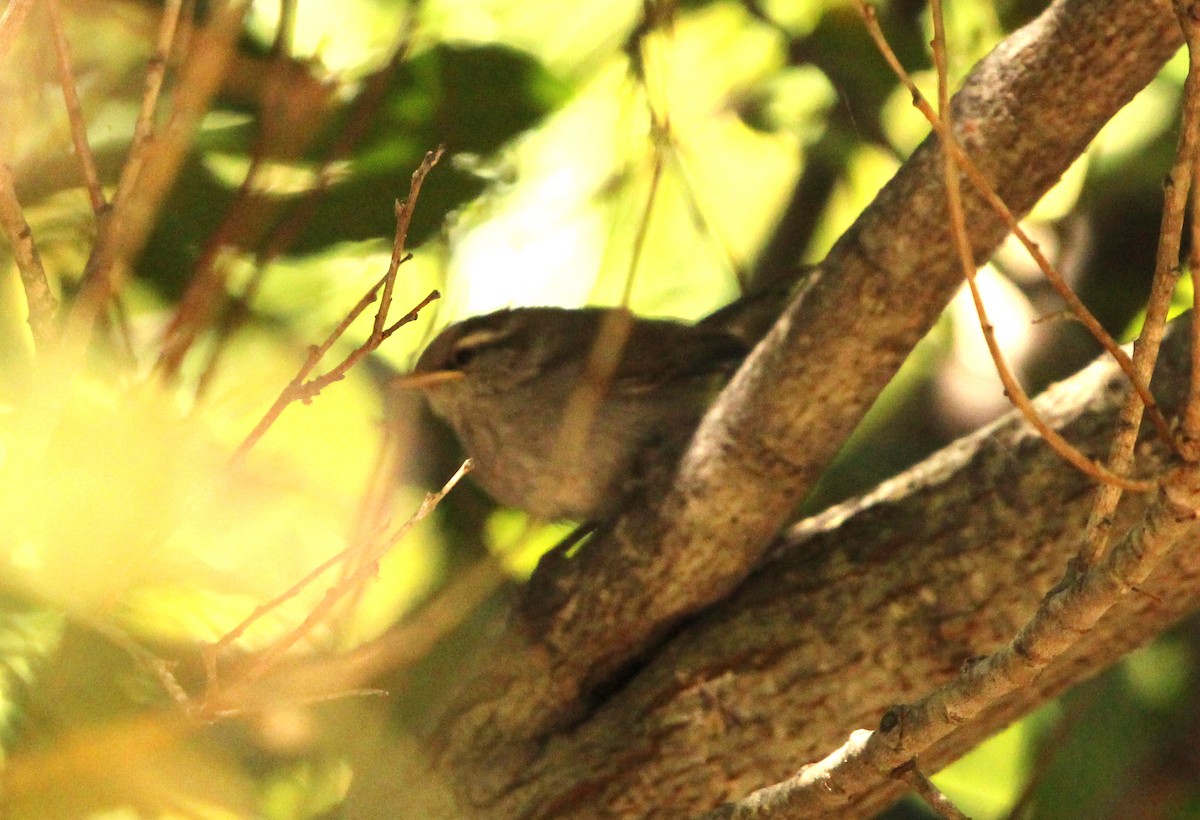 Bewick's Wren - ML623970456