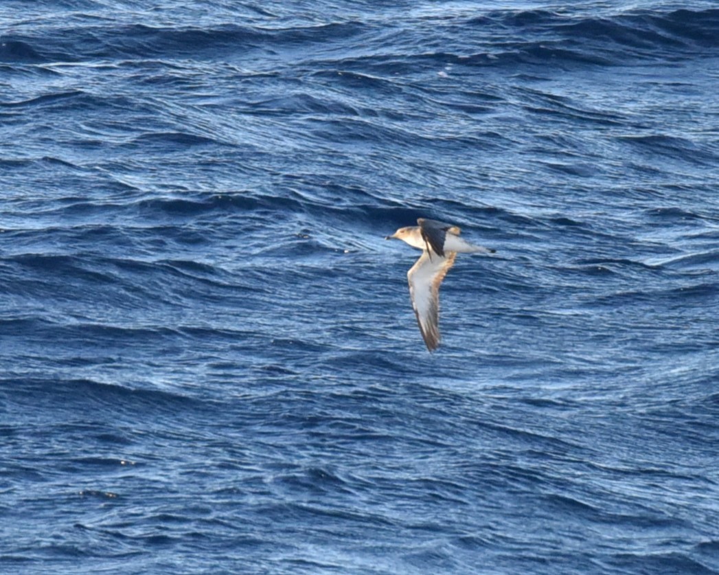 Cory's Shearwater - ML623970463