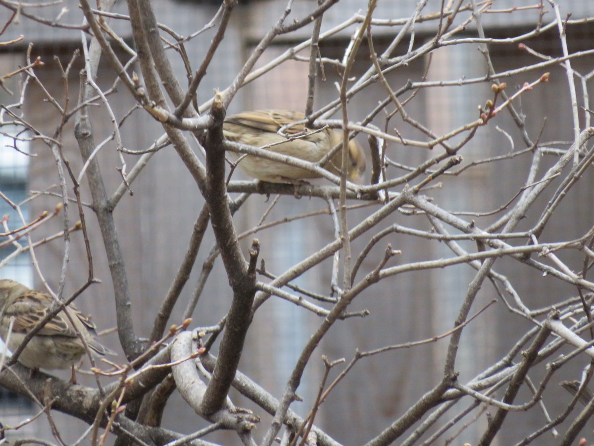 House Sparrow - ML623970481