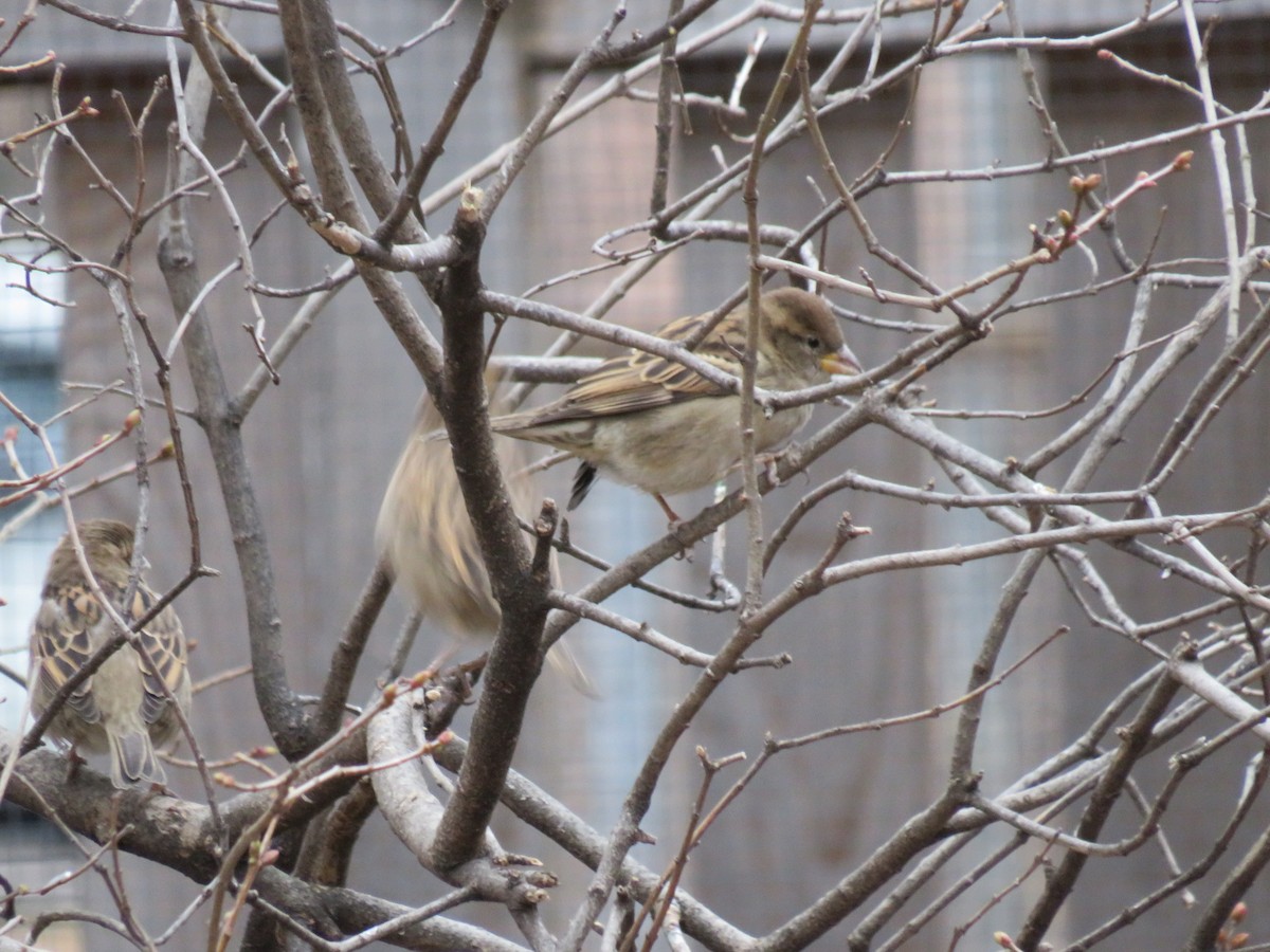 House Sparrow - Parker S