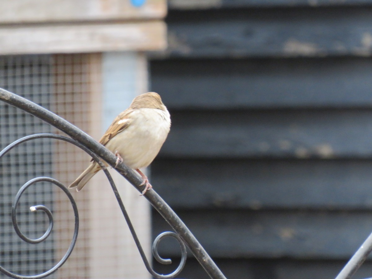 House Sparrow - Parker S