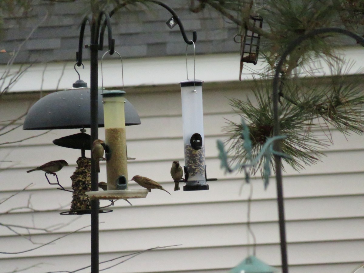 House Sparrow - Parker S