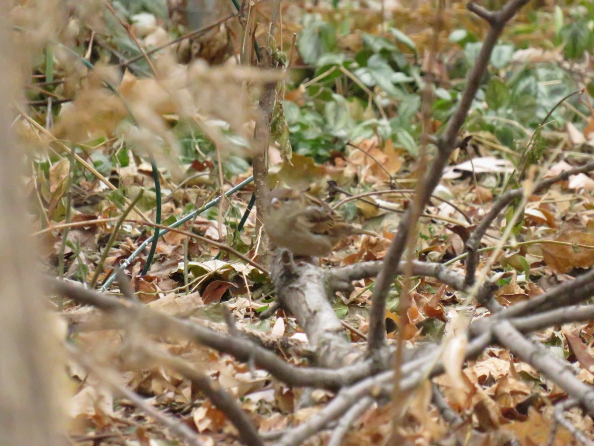 Moineau domestique - ML623970487