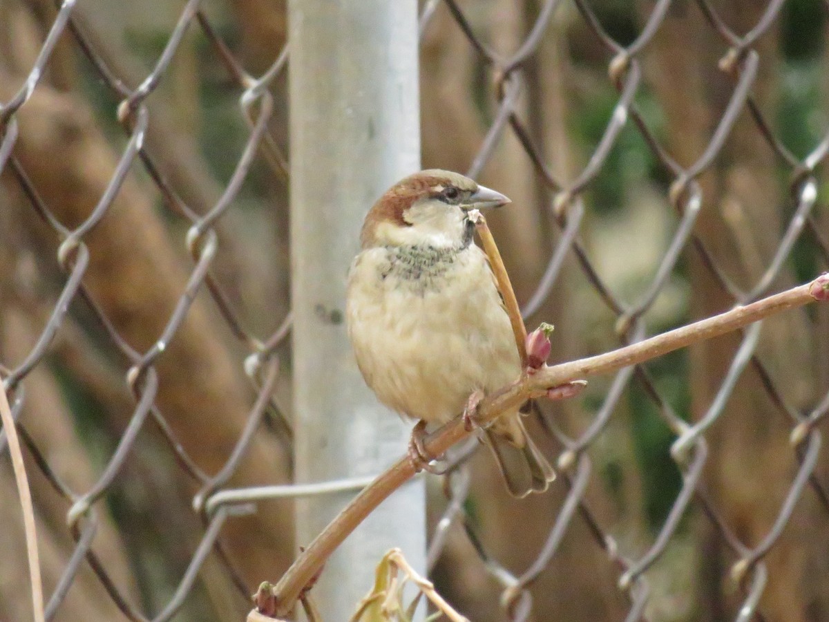 House Sparrow - ML623970491