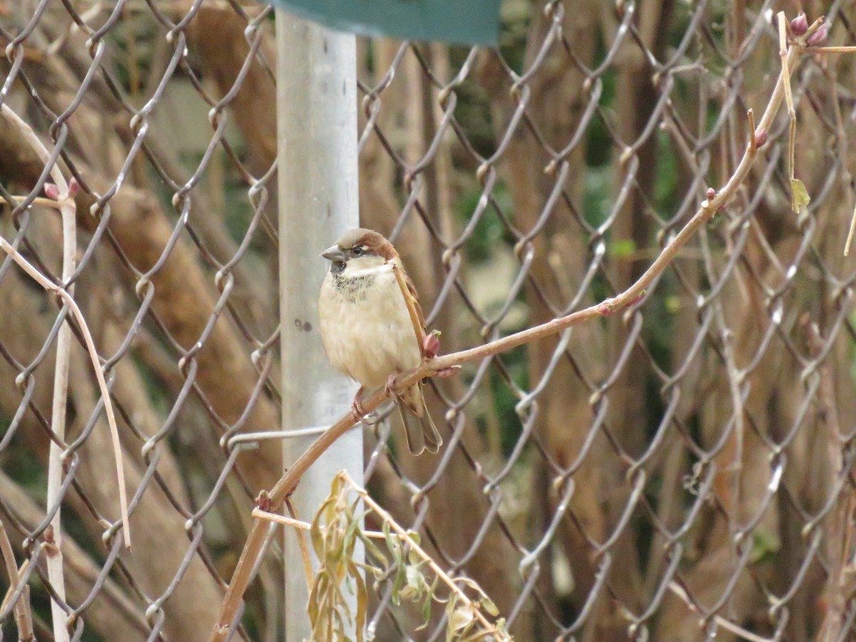 Moineau domestique - ML623970492