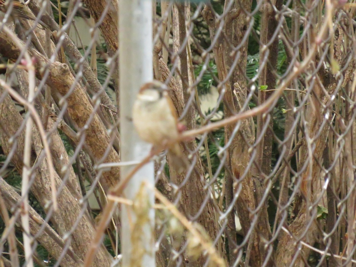 Moineau domestique - ML623970493