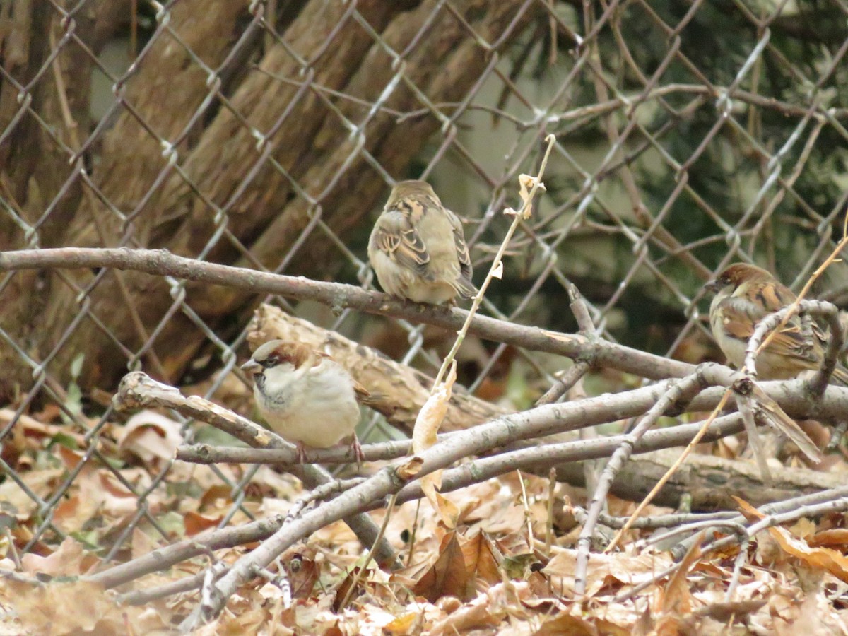 House Sparrow - ML623970494