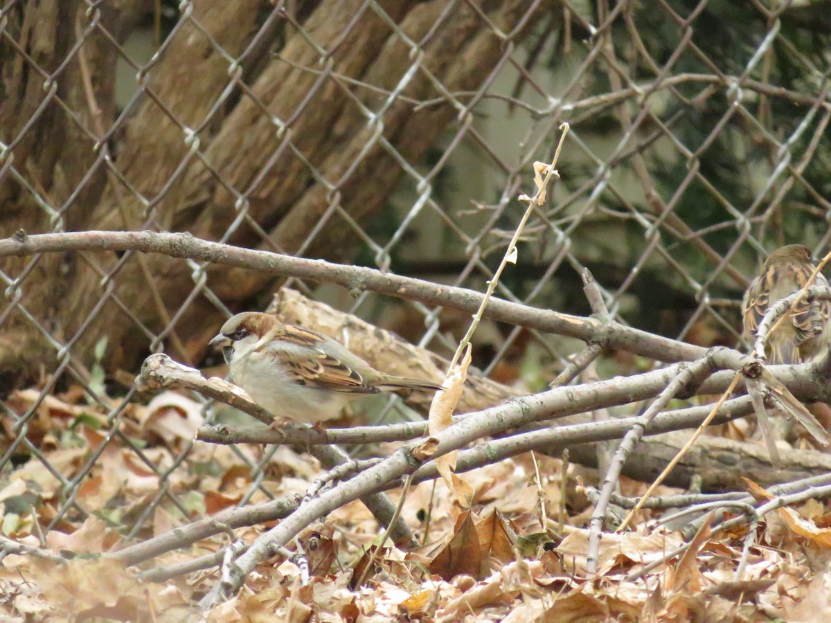 House Sparrow - ML623970495