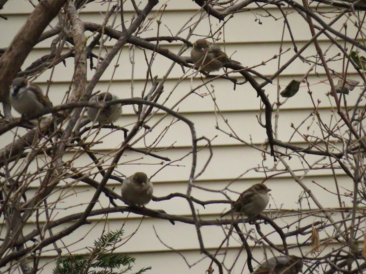 House Sparrow - ML623970498