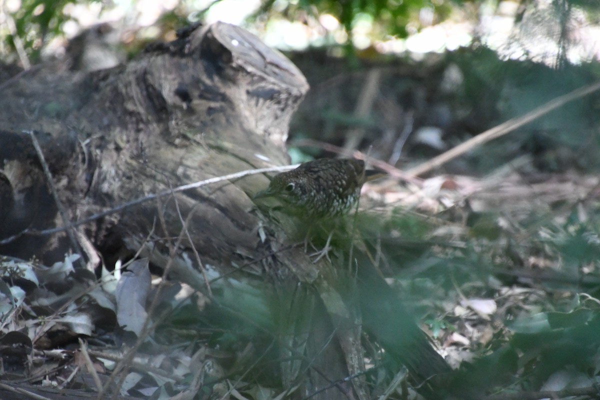 Bassian Thrush - ML623970523