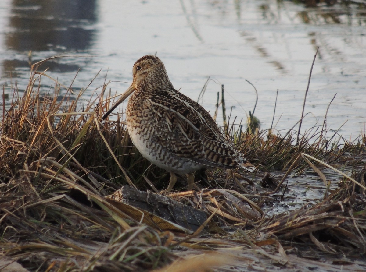 Magellanic Snipe - Fernando Menchon