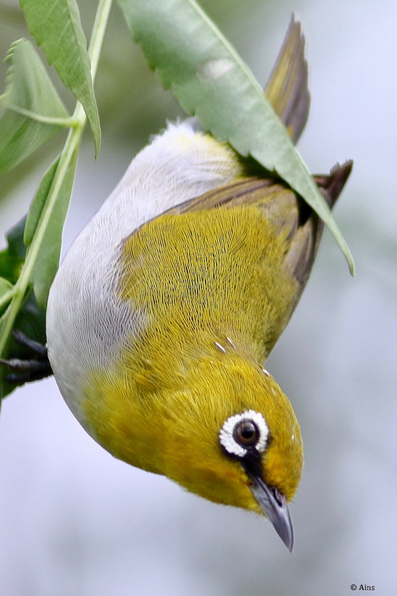 Indian White-eye - ML623970557