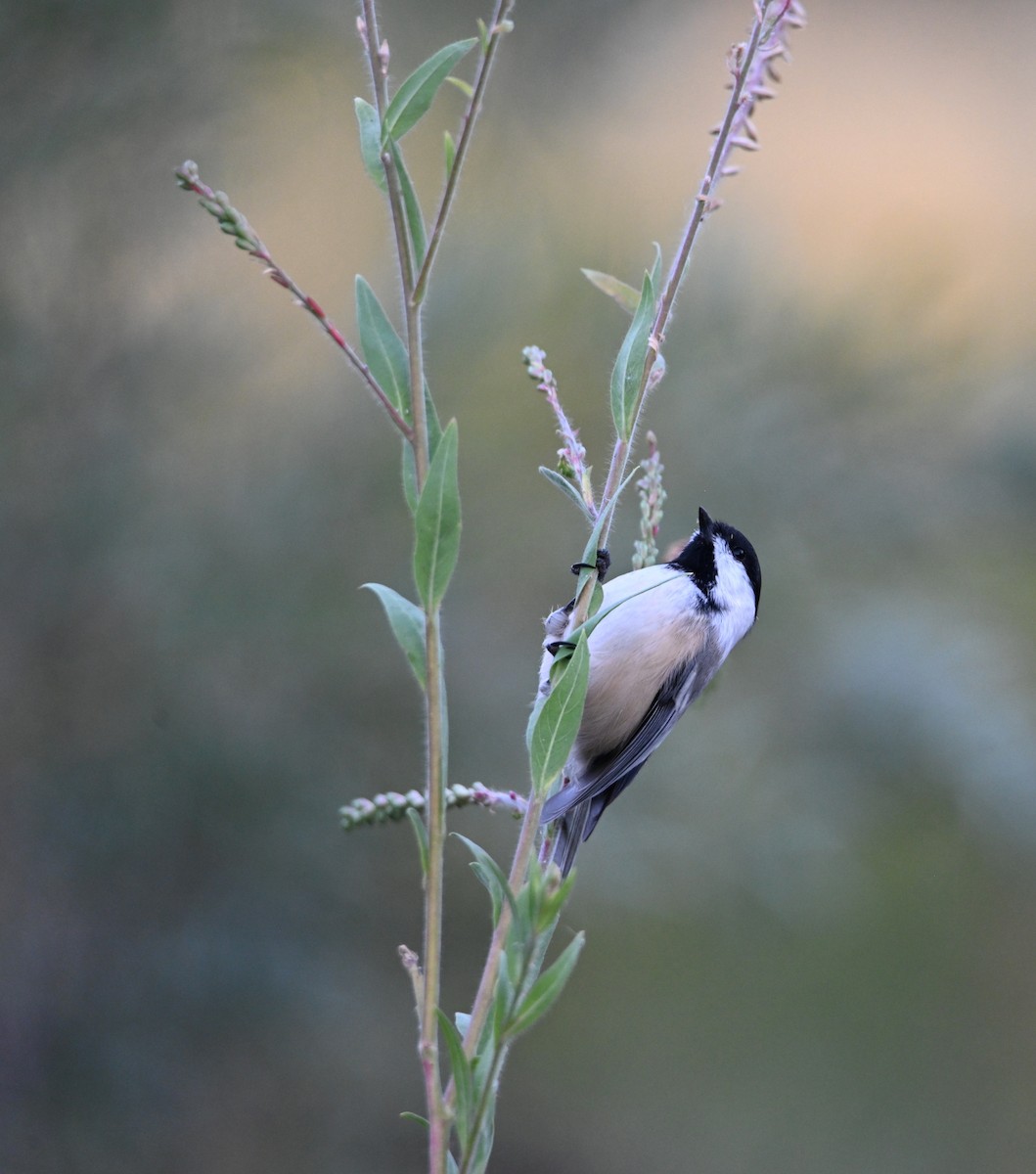 Black-capped Chickadee - ML623970570