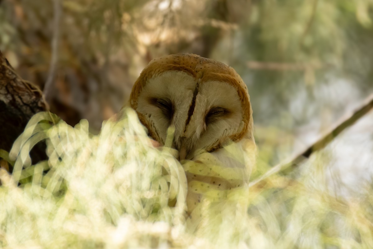 Barn Owl - ML623970594