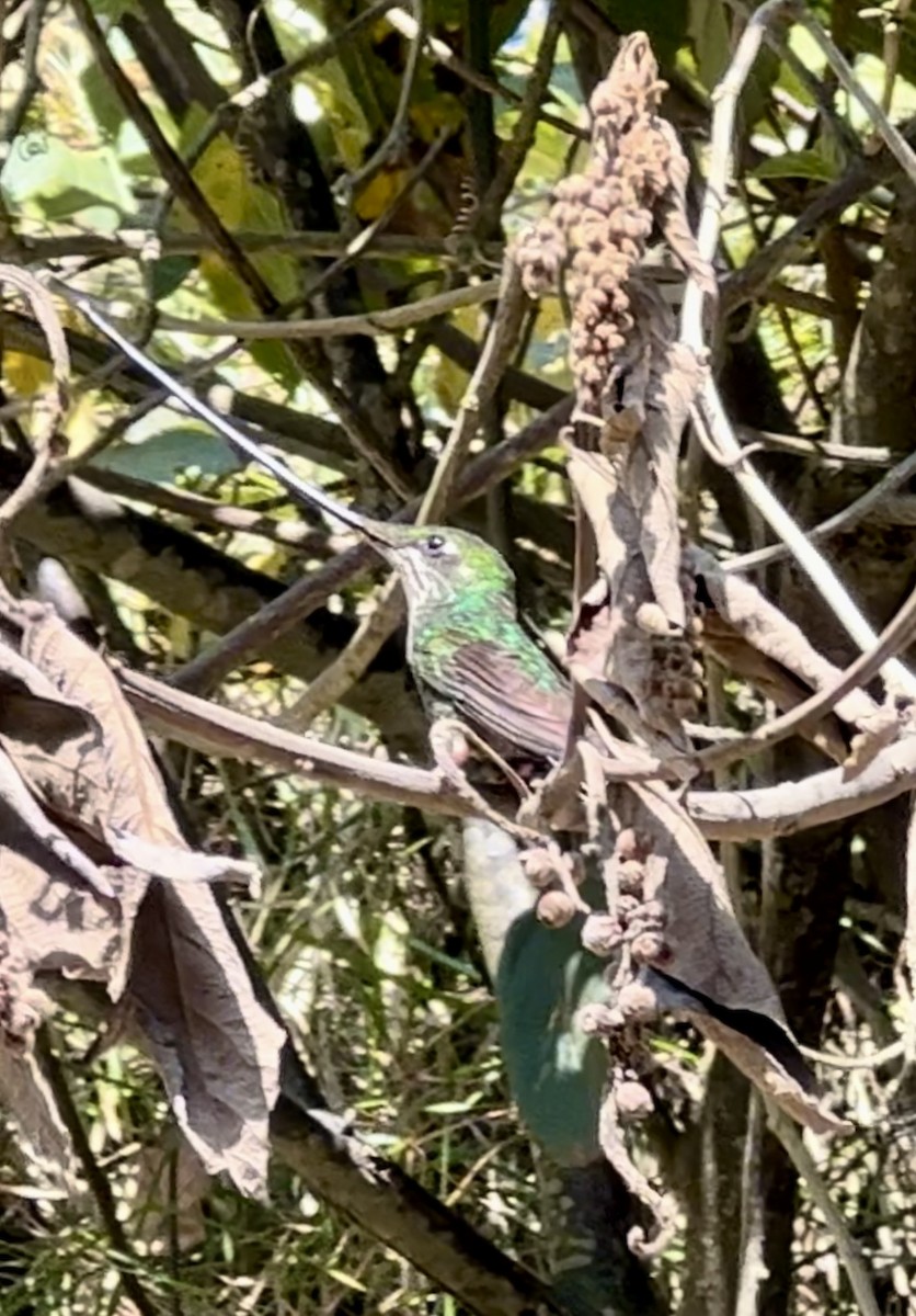 Sword-billed Hummingbird - ML623970616