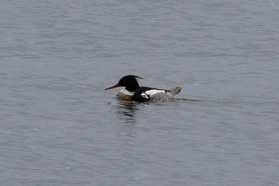 Red-breasted Merganser - ML623970652