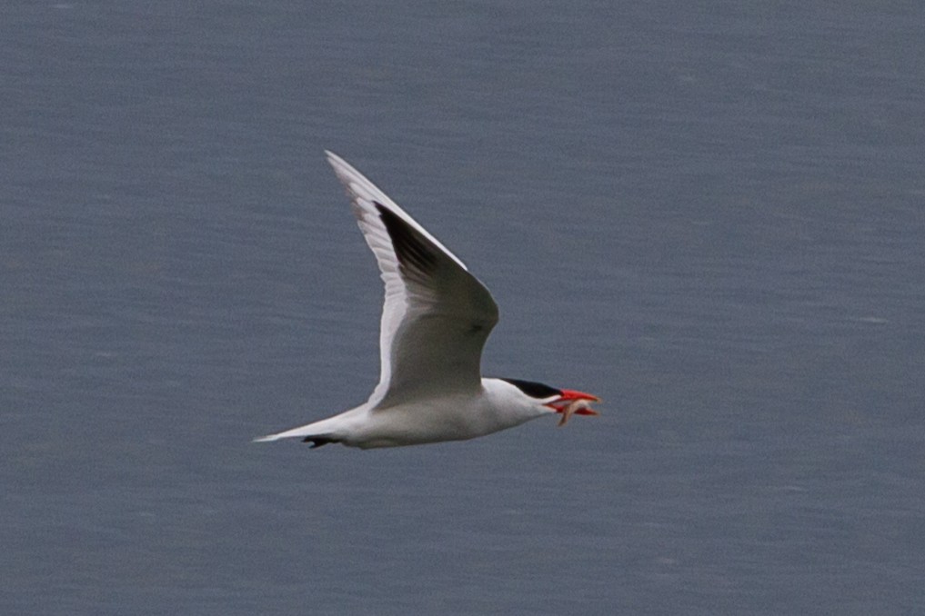 Caspian Tern - ML623970653