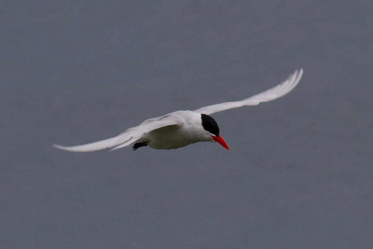 Caspian Tern - ML623970654