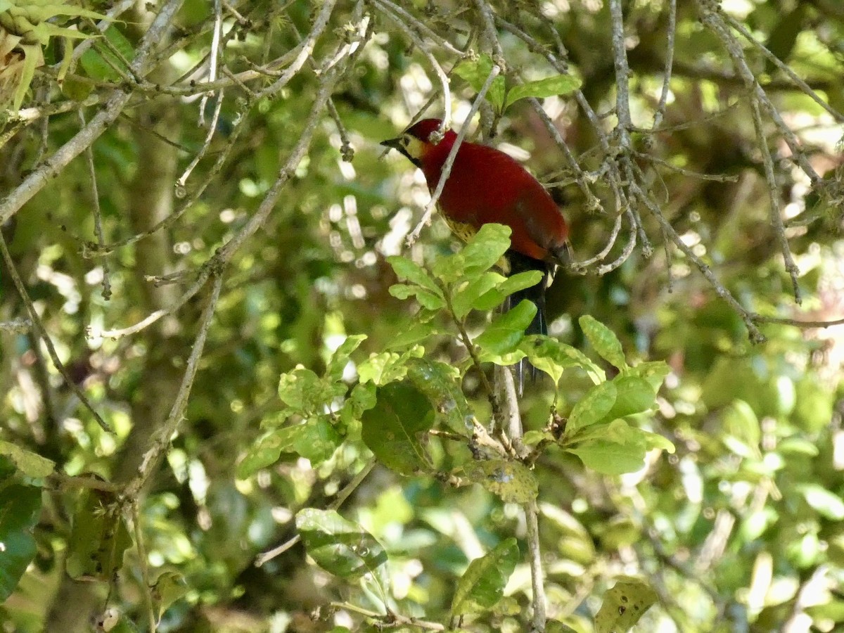 Crimson-mantled Woodpecker - ML623970655