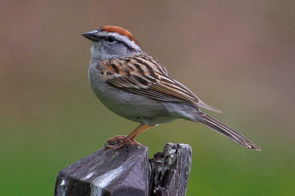 Chipping Sparrow - ML623970657