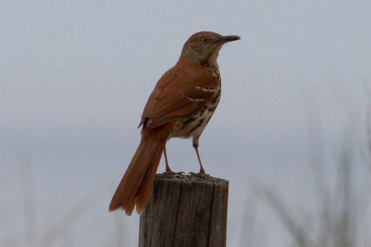 Brown Thrasher - ML623970663