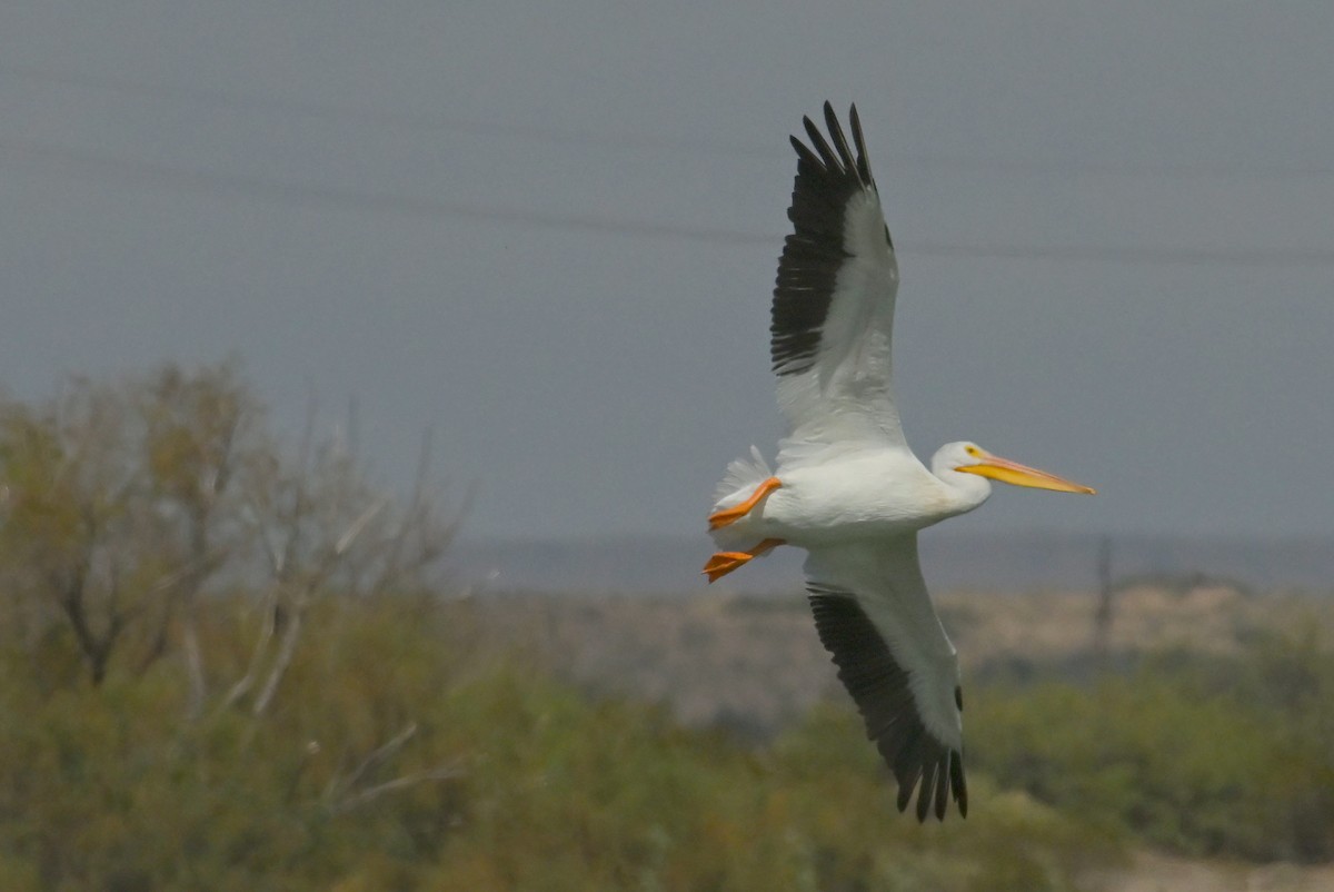 American White Pelican - Gary Yoder