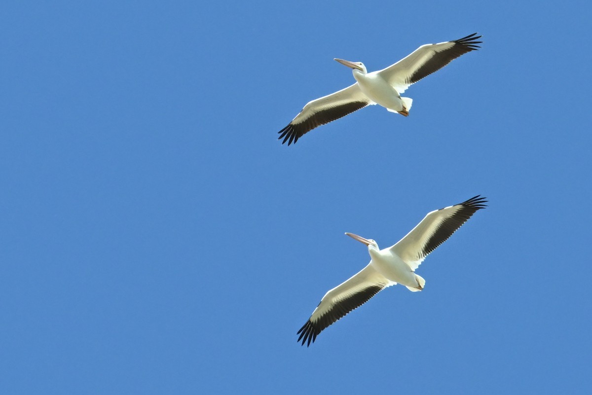 American White Pelican - ML623970706