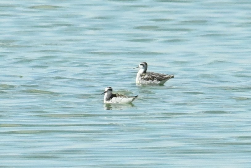 Phalarope à bec étroit - ML623970724