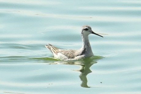 Wilson's Phalarope - ML623970727