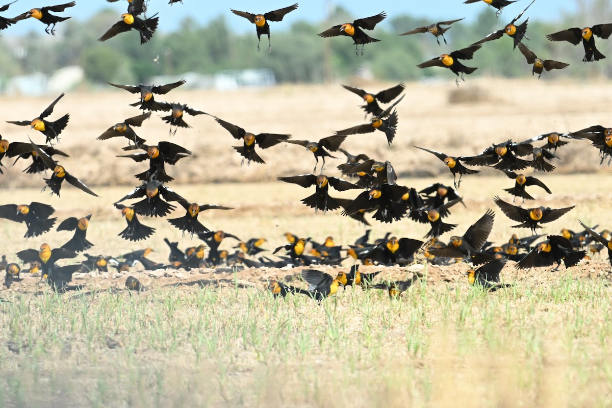 Yellow-headed Blackbird - ML623970741