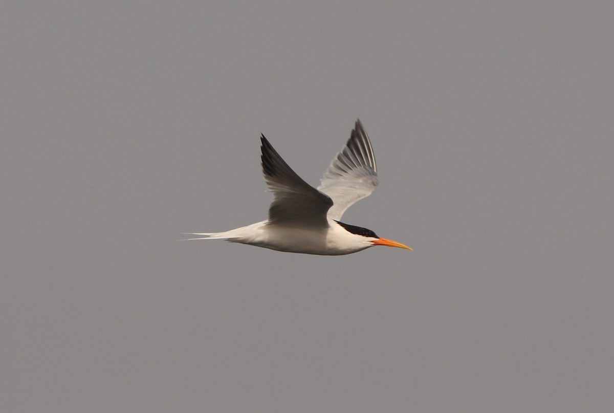 Elegant Tern - ML623970752