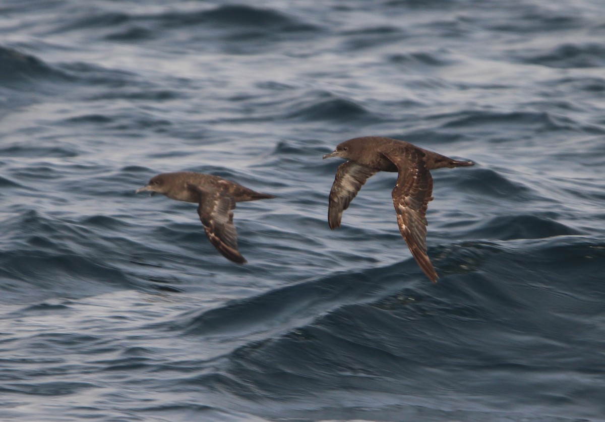 Sooty Shearwater - ML623970755