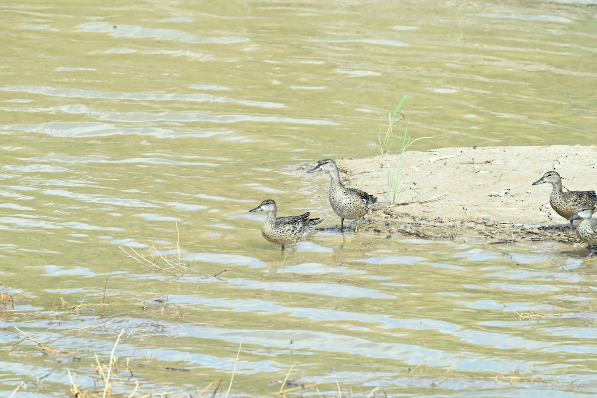 Blue-winged Teal - ML623970767