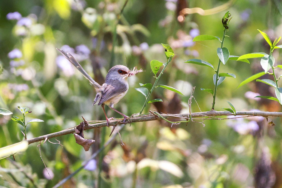 Variegated Fairywren - ML623970779