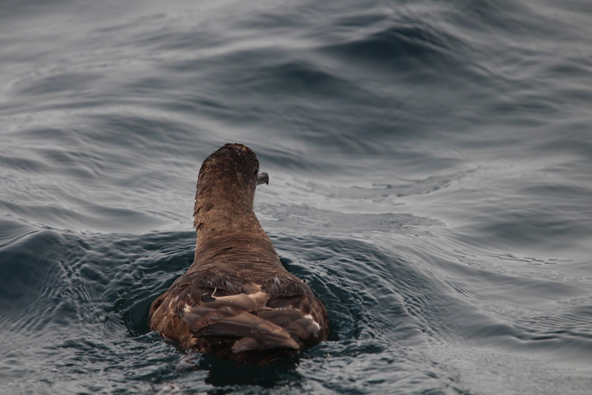 Sooty Shearwater - ML623970780