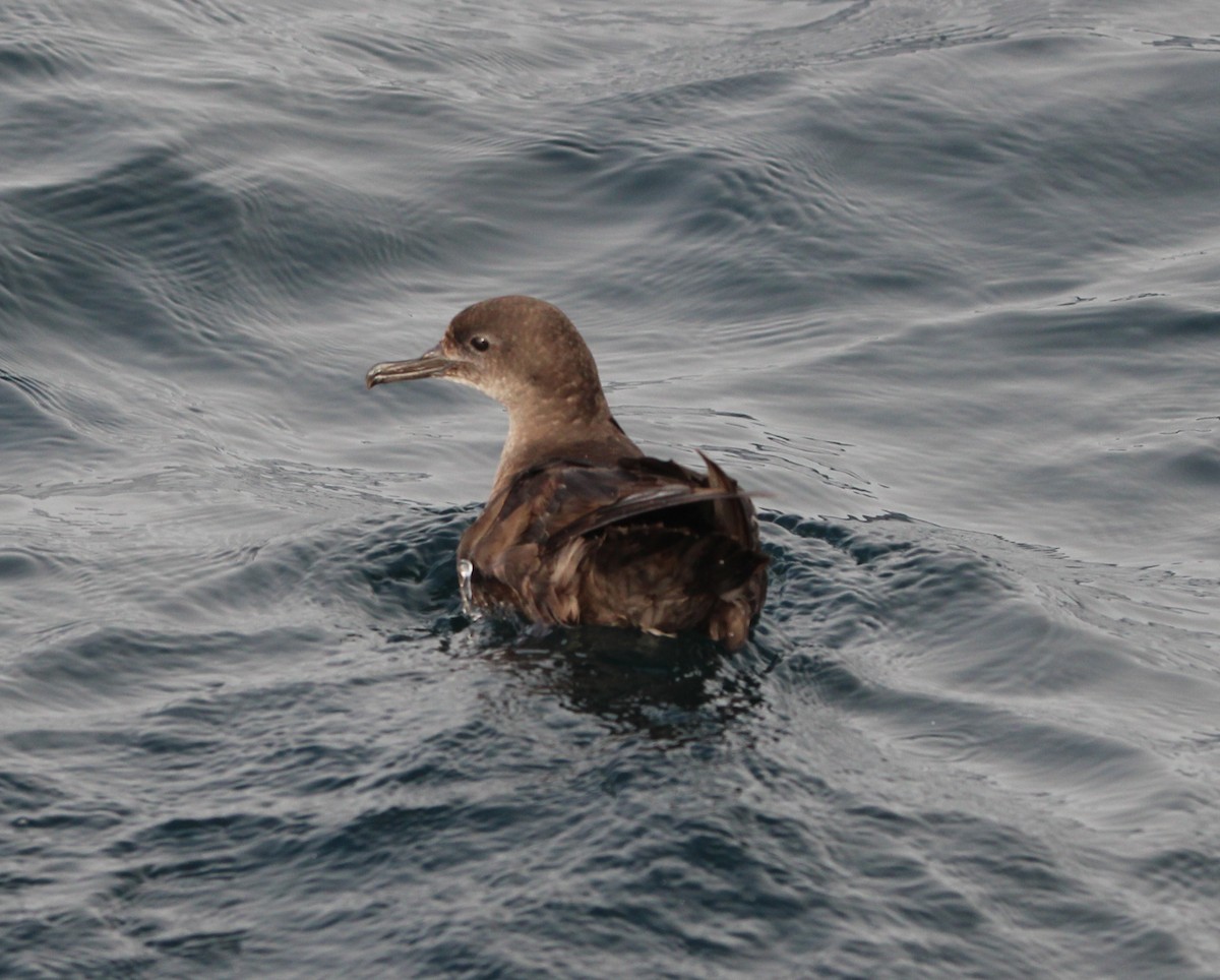 Sooty Shearwater - ML623970781