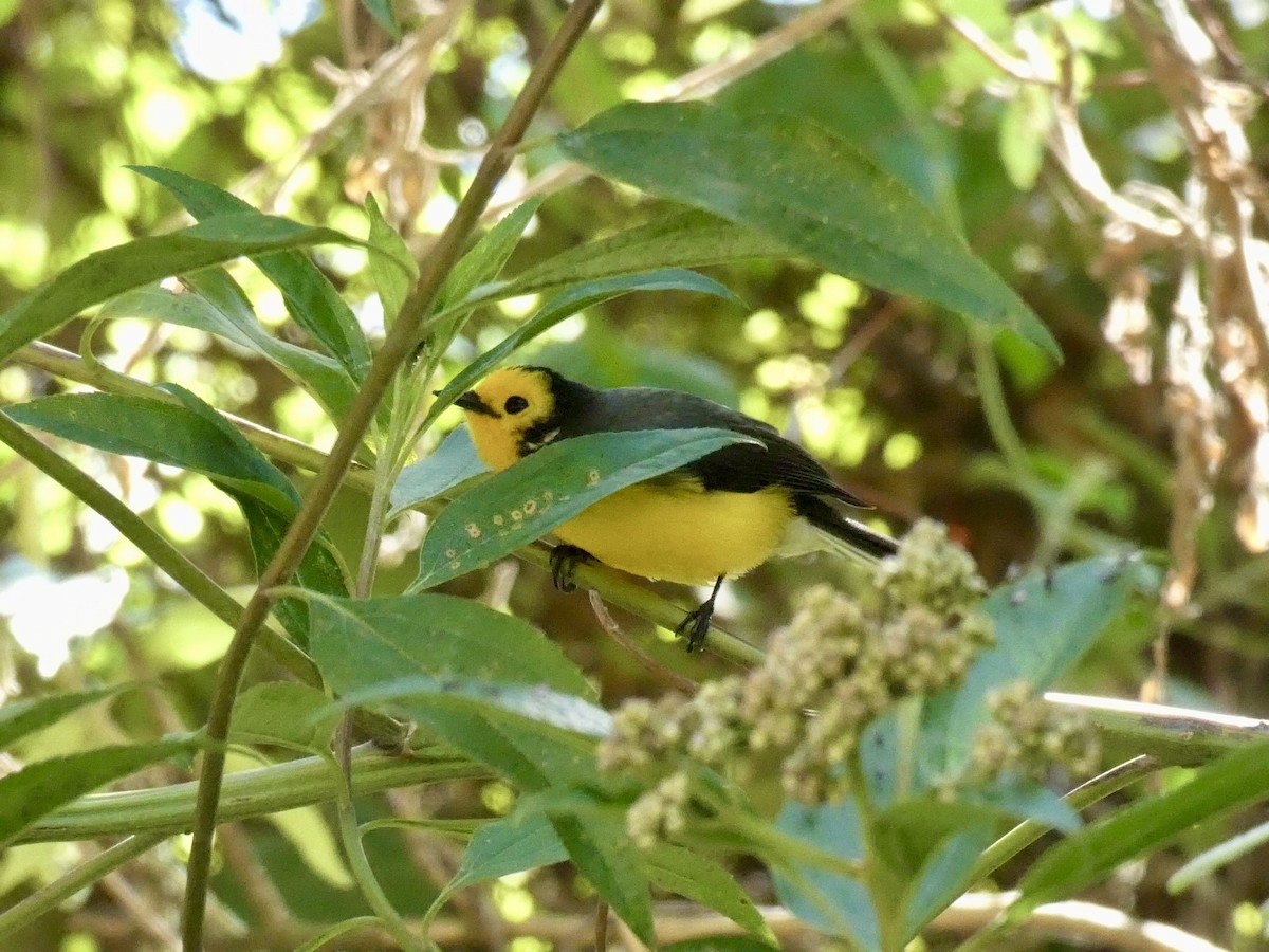 Golden-fronted Redstart - ML623970783