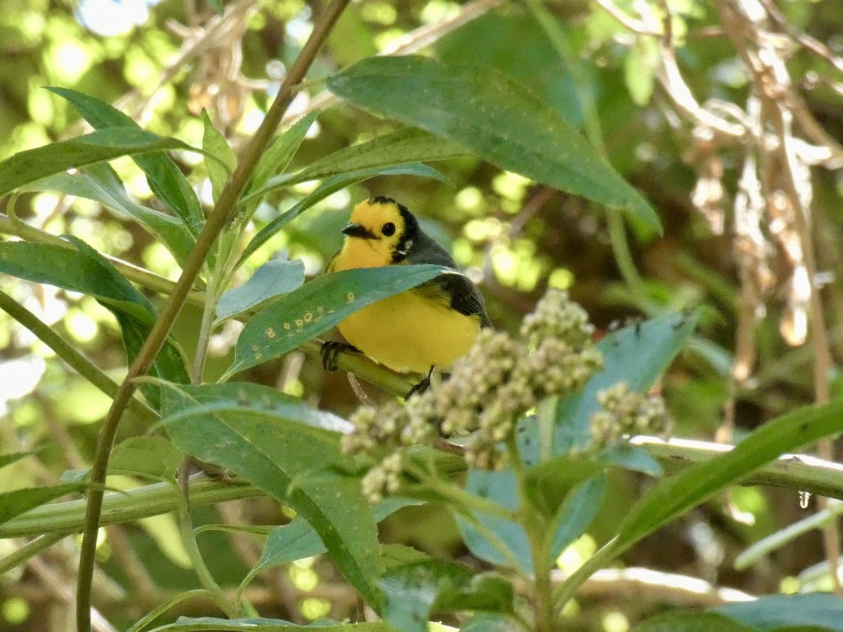 Golden-fronted Redstart - ML623970784