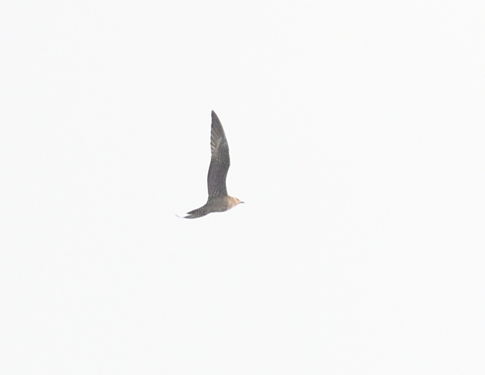 Long-tailed Jaeger - Margaret Hough