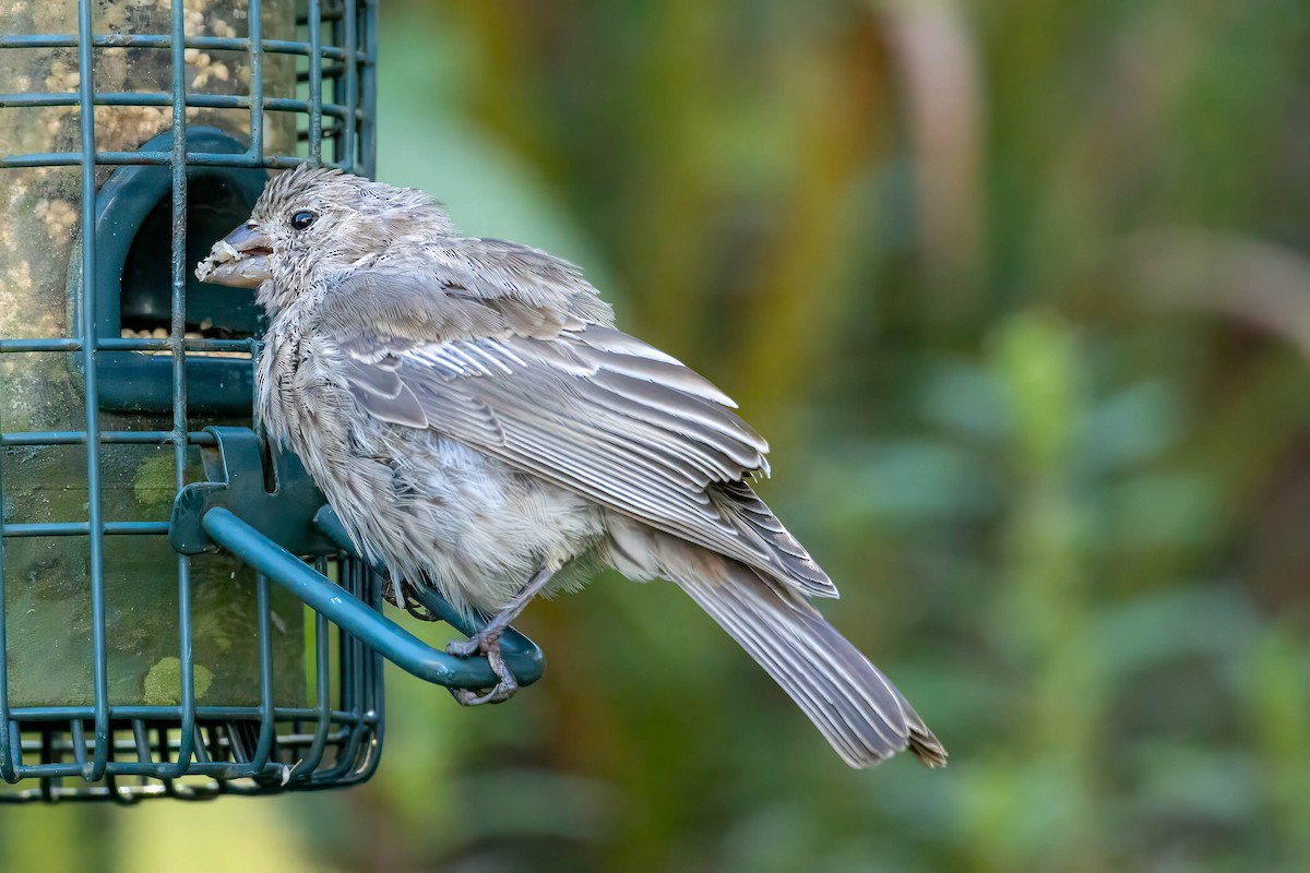 Chipping Sparrow - Sanjay Jha