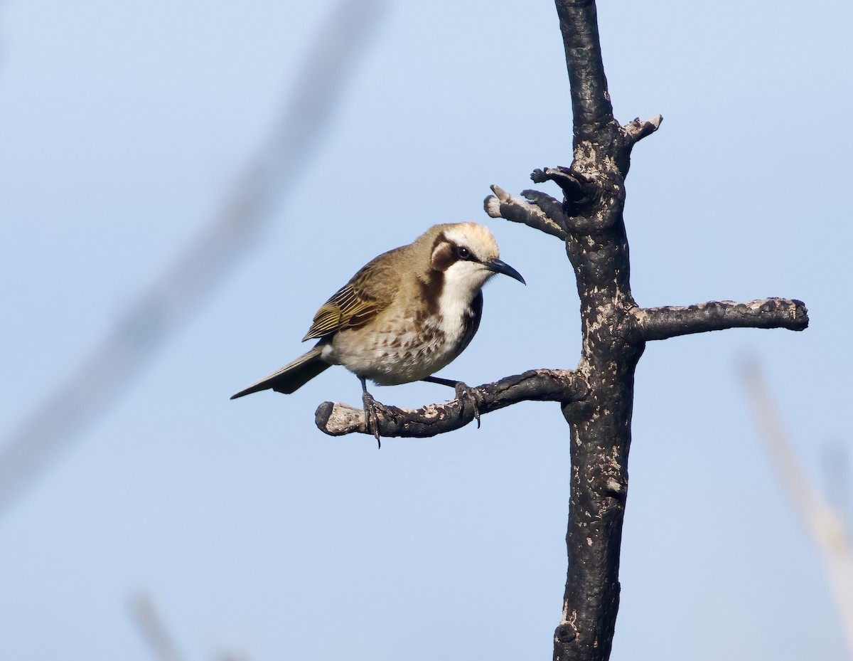 Tawny-crowned Honeyeater - ML623970853