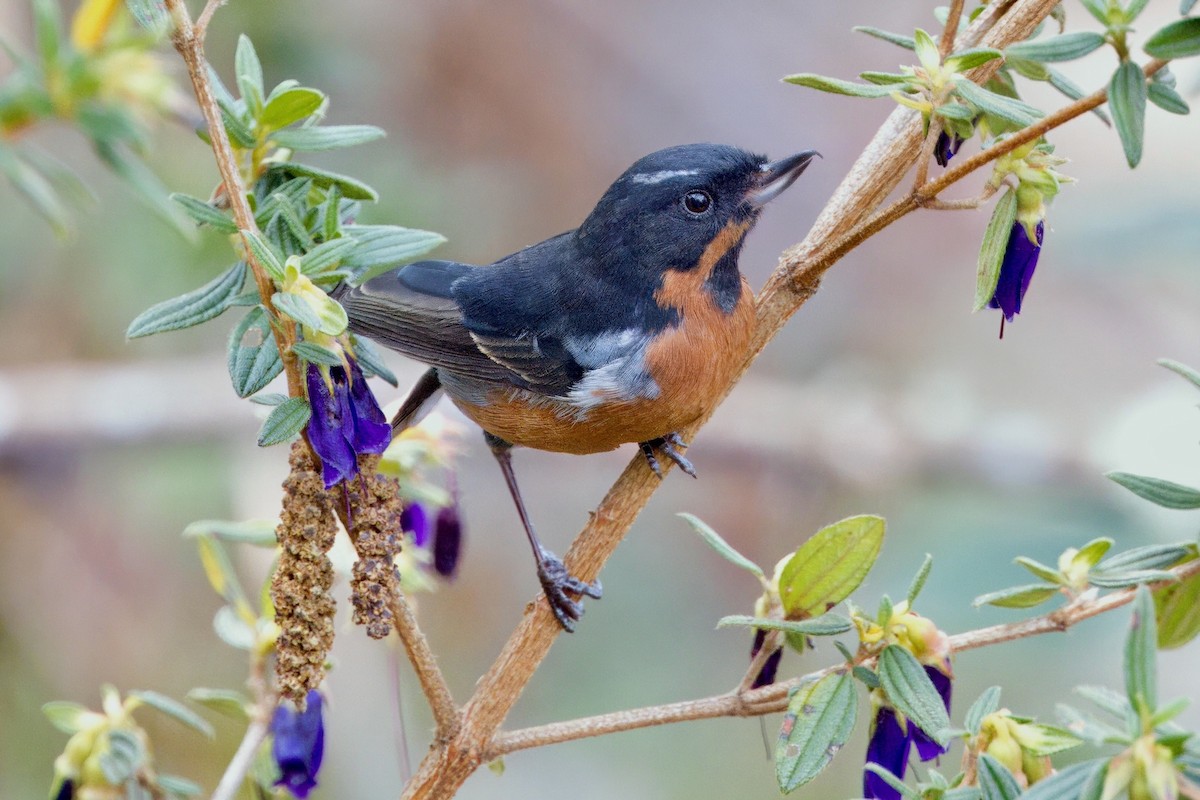 Black-throated Flowerpiercer - Soham Mehta