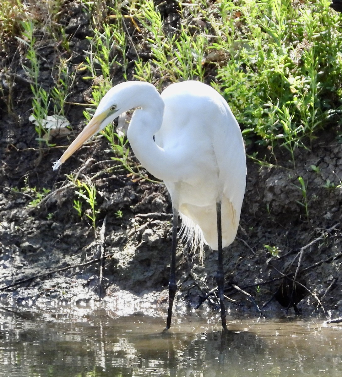 Great Egret - ML623970888