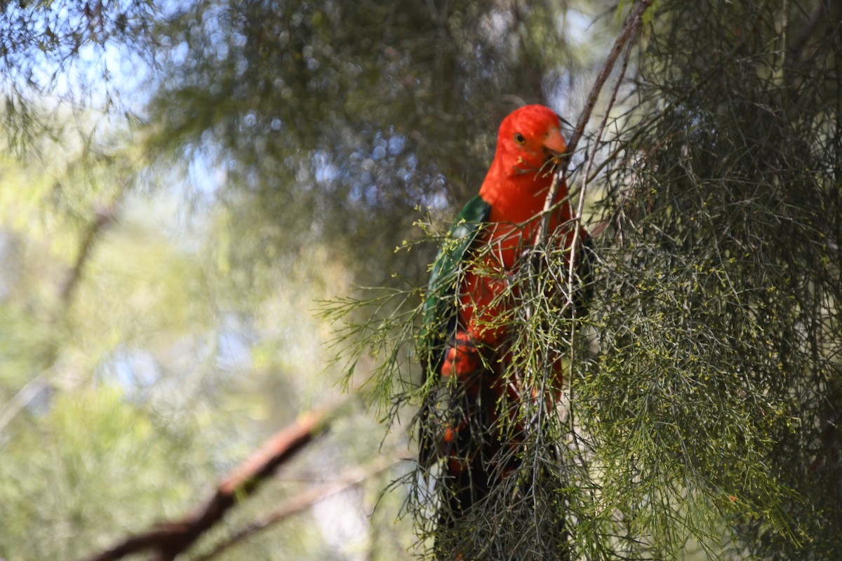 Australian King-Parrot - ML623970899