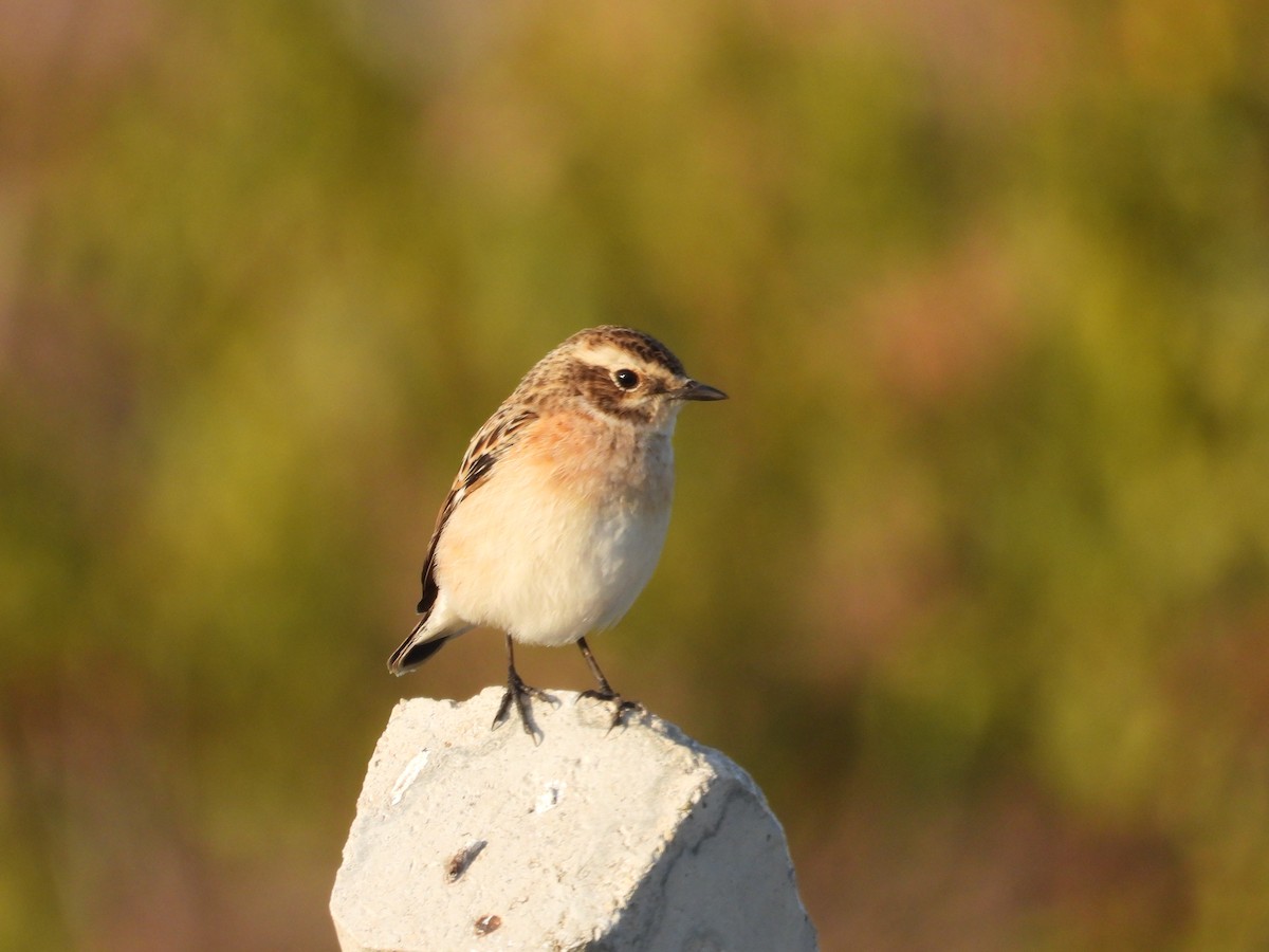 Whinchat - ML623970903