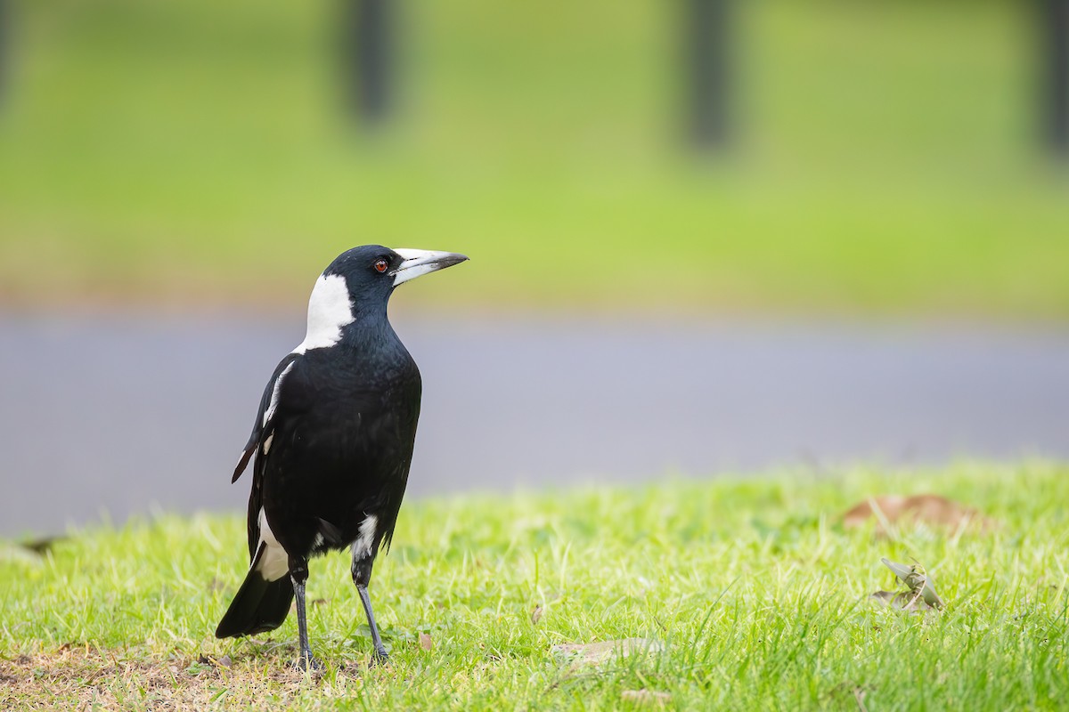 Australian Magpie - ML623970910