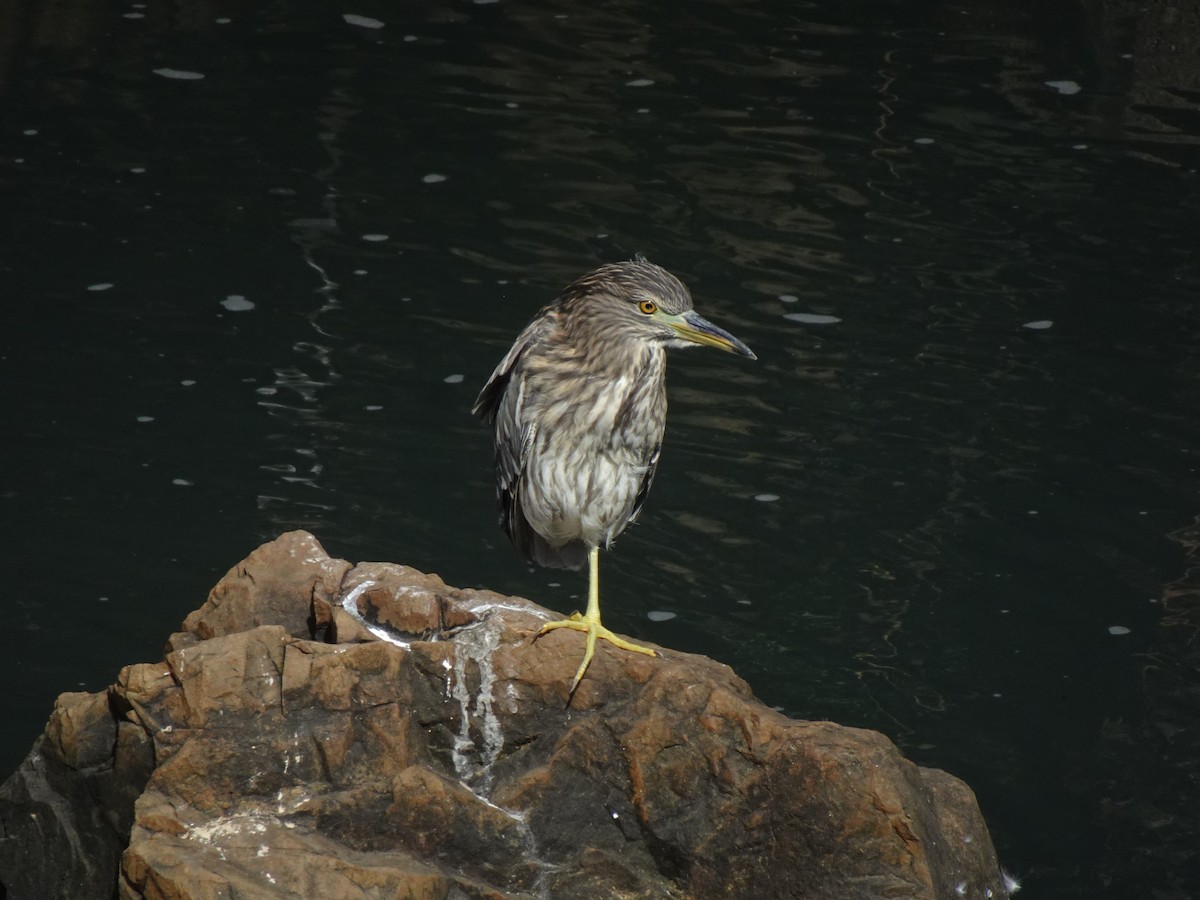 Black-crowned Night Heron - ML623970912